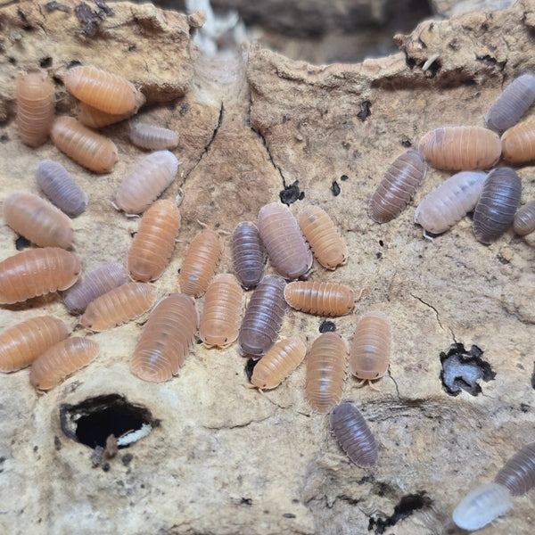 Cubaris murina - Mermaid Pearls