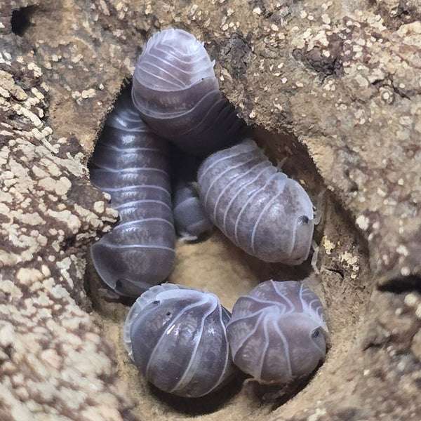 Cubaris Sp. - Penguin