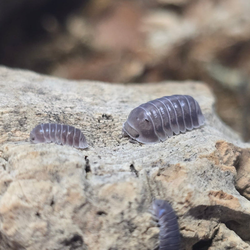 Cubaris Sp. - Penguin