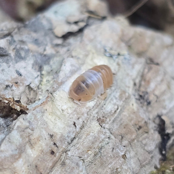 Cubaris Sp. - Red Panda King