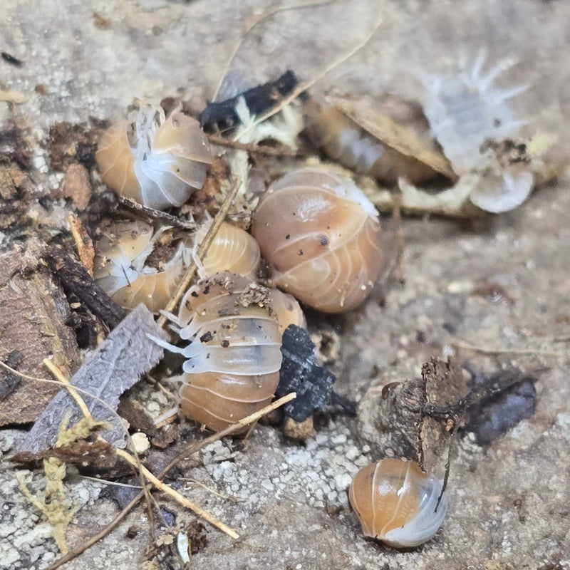Cubaris Sp. - Red Panda King