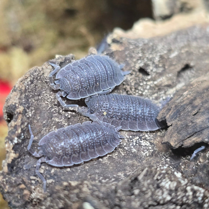 Porcellio echinatus - Shark Skin