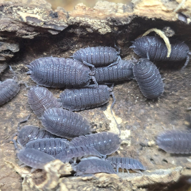 Porcellio echinatus - Shark Skin