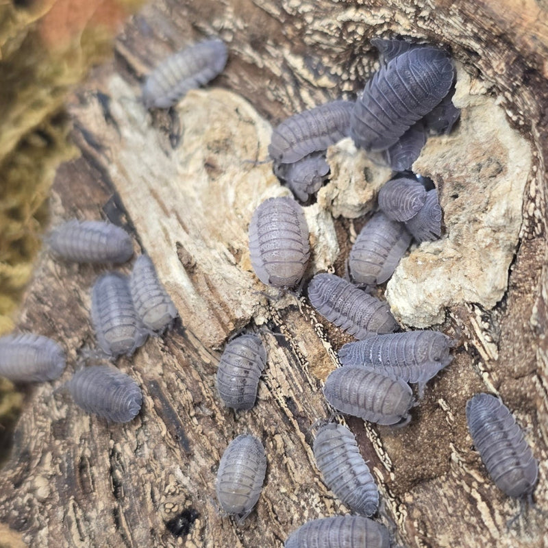 Armadillidium peraccae - Greek Speckled