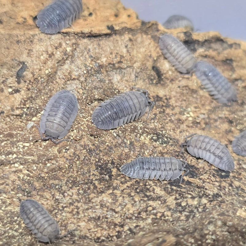Armadillidium peraccae - Greek Speckled