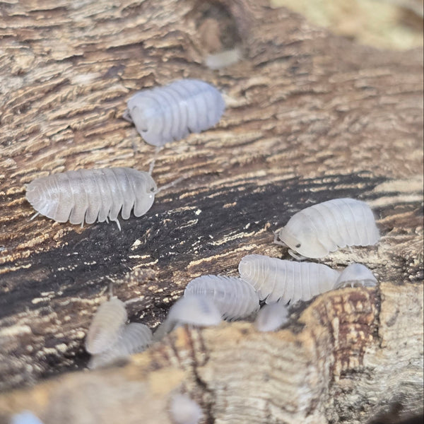 Cubaris Sp. - Thai Blue Angel