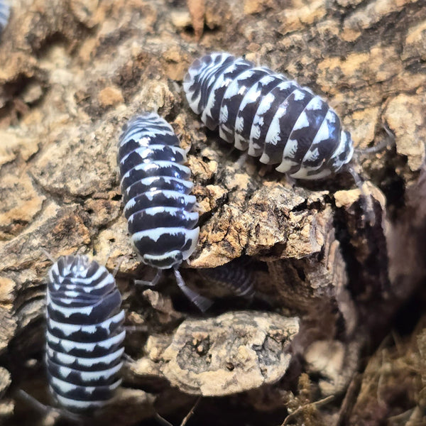 Armadillidium Maculatum - Zebra