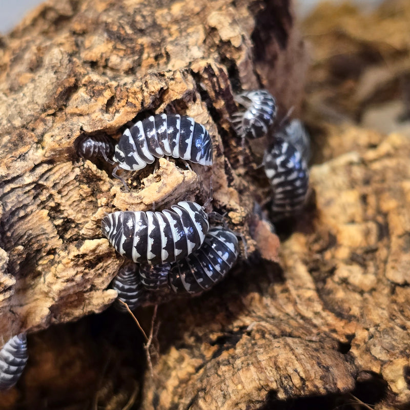 Armadillidium Maculatum - Zebra